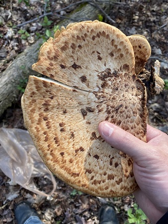 mushroom.jpeg
