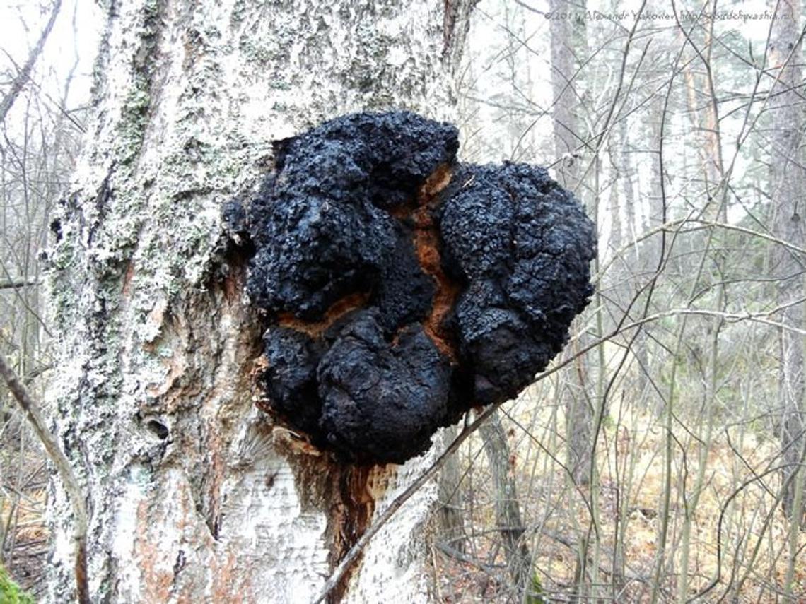 Chaga.jpg