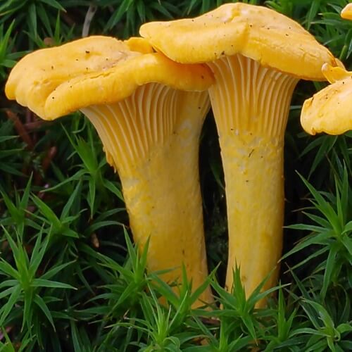 chanterelle-500.jpg