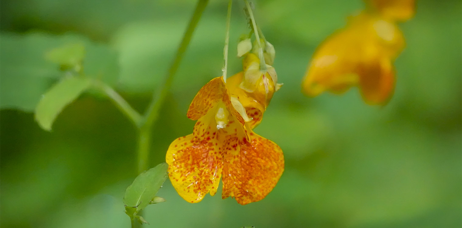 Adirondack-Wildflowers-Spotted-Touch-Me-Not-Impatiens-capensis-Flower-Henrys-Woods-Loop-Trail-18-August-2019-71.jpg